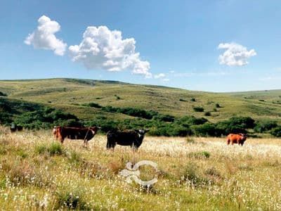 Campo en treinta y tres ref. 7438