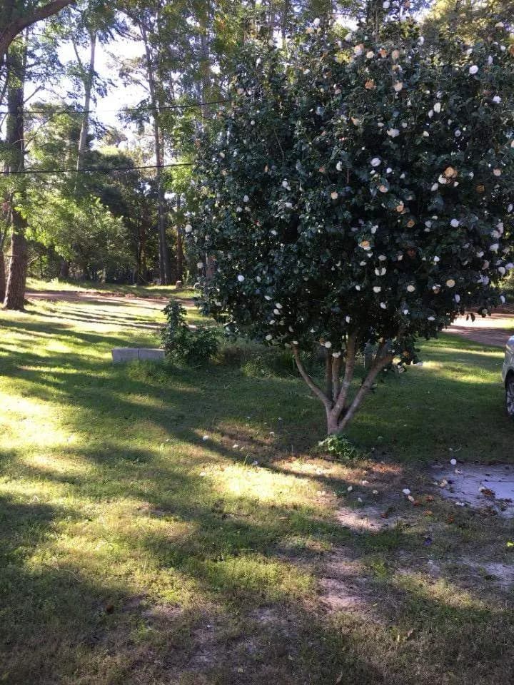 Alquiler Casa 2 Dormitorios Villa Argentina Con Cochera Y Piscina — foto 4